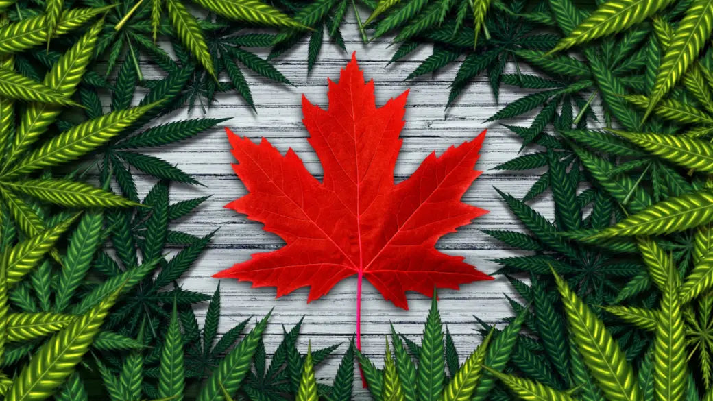 cannabis in canada