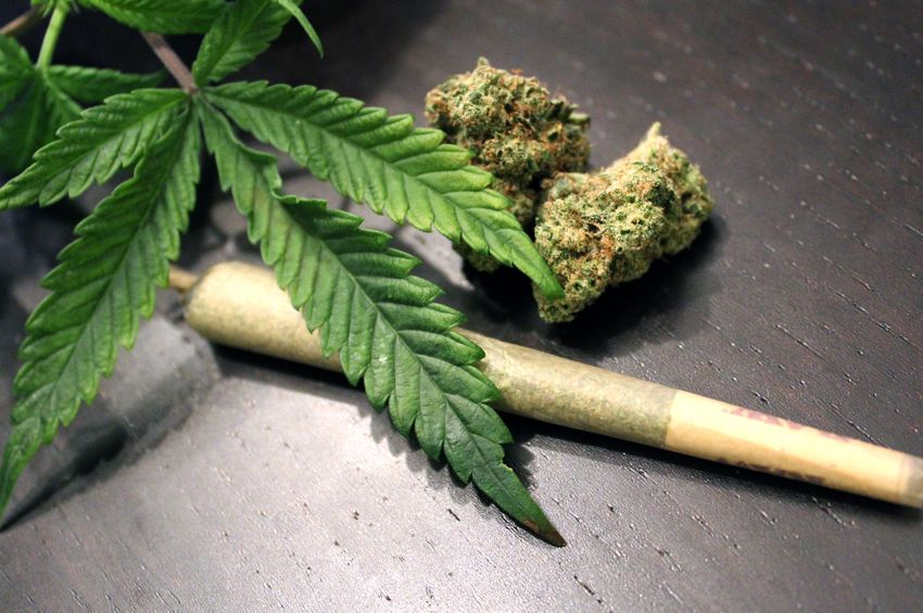 cannabis vs weed vs marijuana