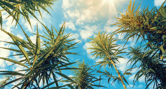 night and day cannabis