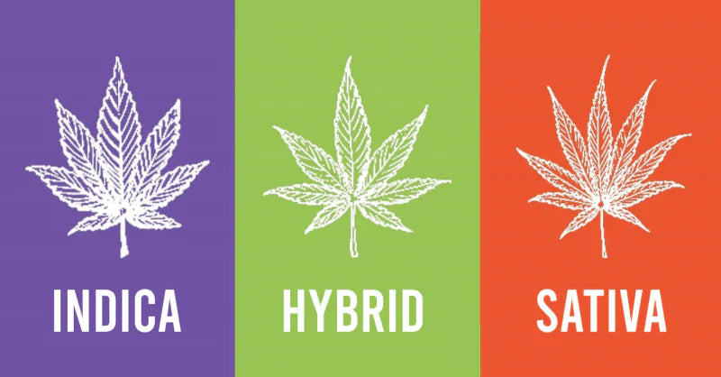 indica, sativa, hybrid