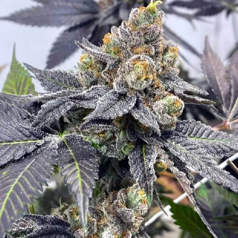 godfather og
