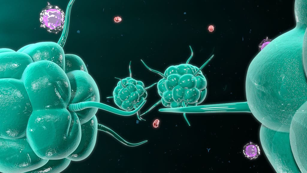 cannabis and immune